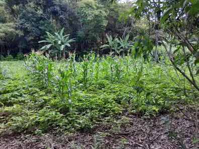 Fazenda/Sítio com 2 Quartos à venda, 150000m² no Área Rural de Brazlândia, Brasília