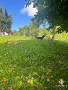 Fazenda/Sítio com 3 Quartos à venda, 160m² no Área Rural de Farroupilha, Farroupilha