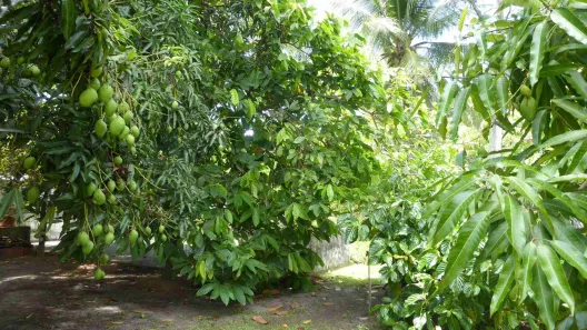 Fazenda/Sítio com 6 Quartos para alugar, 485m² no Monte Gordo (Monte Gordo), Camaçari