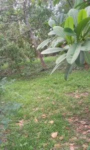 Fazenda/Sítio com 7 Quartos à venda, 30000m² no , José de Freitas
