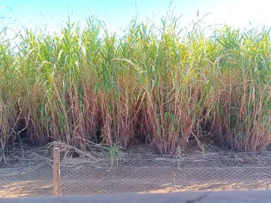 Fazenda/Sítio com 3 Quartos à venda, 220000m² no , Brasília