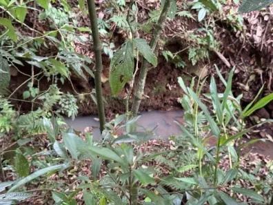 Fazenda/Sítio com 1 Quarto à venda, 5000m² no , Caraá