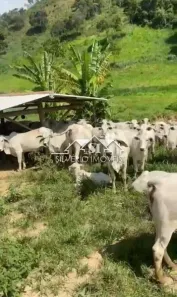 Fazenda/Sítio com 5 Quartos à venda, 350m² no Posse, Petrópolis