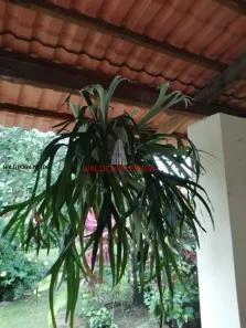 Casa de Condomínio com 4 Quartos à venda, 297m² no , Itaparica