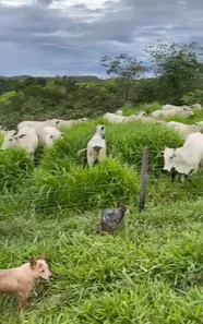 Fazenda/Sítio à venda no Planaltina, Brasília