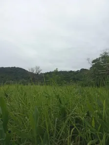 Fazenda/Sítio à venda, 677600m² no , Guaraqueçaba