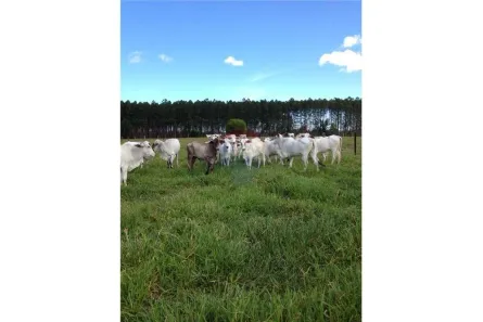 Fazenda/Sítio com 1 Quarto à venda, 138m² no Centro, Mucuri