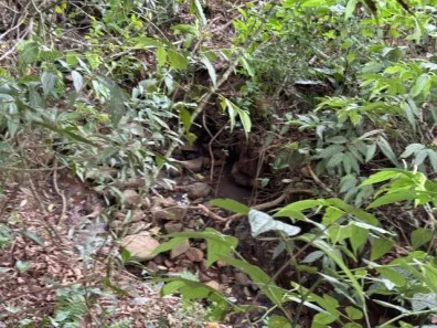 Fazenda/Sítio com 1 Quarto à venda, 5000m² no , Caraá