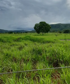 Fazenda/Sítio à venda no , Buritis
