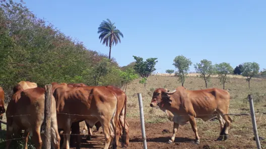 Lote/Terreno à venda, 20000m² no , Araçaí