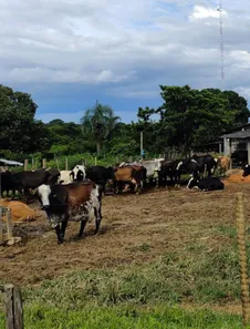 Fazenda/Sítio à venda no , Buritis