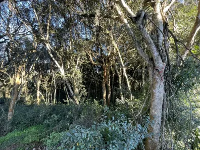 Lote/Terreno à venda, 389m² no Cruzeiro, Caxias do Sul