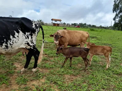 Fazenda/Sítio com 4 Quartos à venda, 280000m² no Setor Norte, Brasília