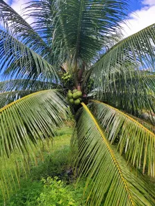 Fazenda/Sítio com 3 Quartos para venda ou aluguel, 380000m² no , São José de Mipibu