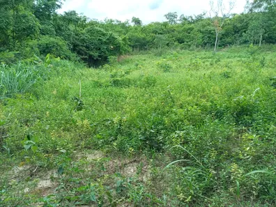 Fazenda/Sítio com 1 Quarto à venda, 20000m² no Serra do Cipó, Santana do Riacho