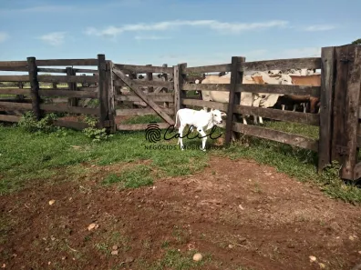 Fazenda/Sítio com 1 Quarto à venda, 3115800m² no Zona Rural, Miracema do Tocantins