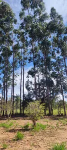 Fazenda/Sítio com 1 Quarto à venda, 10000m² no Chácaras Ipanema, Valparaíso de Goiás