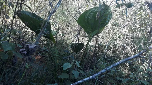 Lote/Terreno à venda, 20000m² no Cordisburgo, Cordisburgo