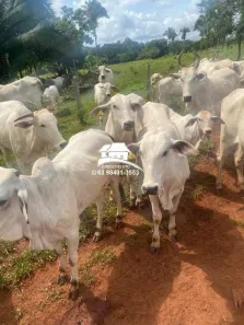 Fazenda/Sítio com 2 Quartos à venda, 1930000m² no , Estreito