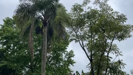 Fazenda/Sítio com 4 Quartos à venda, 150m² no , Caraá