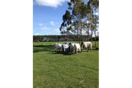 Fazenda/Sítio com 1 Quarto à venda, 138m² no Centro, Mucuri