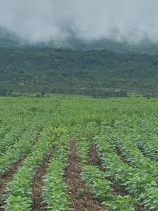 Fazenda/Sítio à venda, 18972800m² no , Niquelândia