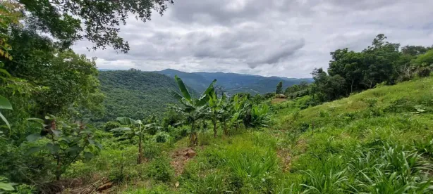 Lote/Terreno à venda, 25000m² no Scheiblin, Linha Nova