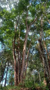 Fazenda/Sítio com 2 Quartos à venda, 200m² no Abadiânia, Abadiânia