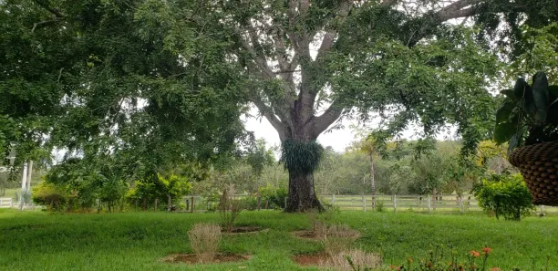 Fazenda/Sítio à venda, 690m² no , Padre Bernardo