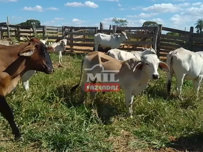 Fazenda/Sítio à venda, 249m² no , Buritis