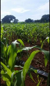 Fazenda/Sítio à venda, 23000m² no Condomínio Mestre D'Armas, Brasília