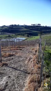Fazenda/Sítio à venda, 135000m² no Nova Vicenza, Farroupilha