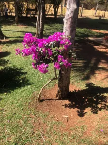 Fazenda/Sítio à venda, 150m² no , Silvânia