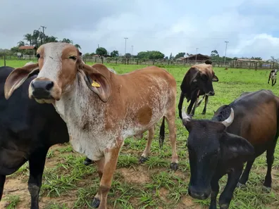 Fazenda/Sítio com 4 Quartos à venda, 280000m² no Setor Norte, Brasília