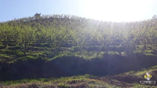 Fazenda/Sítio à venda, 135000m² no Nova Vicenza, Farroupilha