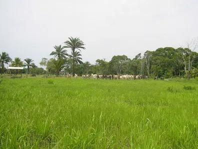 Fazenda/Sítio com 1 Quarto à venda, 1m² no Caravelas, Caravelas