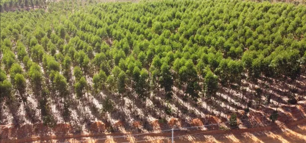 Lote/Terreno à venda, 20010m² no , Cordisburgo