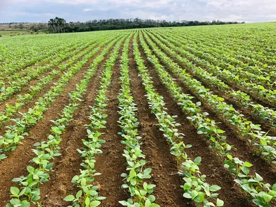 Fazenda/Sítio com 3 Quartos à venda, 100m² no , Abadiânia