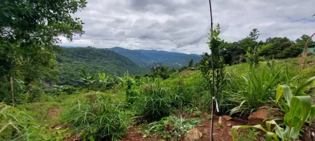 Lote/Terreno à venda, 25000m² no Scheiblin, Linha Nova