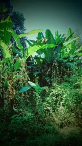 Fazenda/Sítio com 1 Quarto à venda, 6000m² no Pitangas, Tanguá