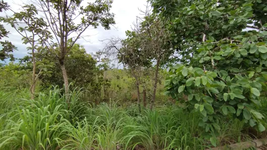 Fazenda/Sítio à venda, 20000m² no , Brasília