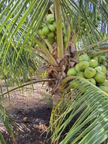 Fazenda/Sítio com 3 Quartos para alugar, 380000m² no , São José de Mipibu