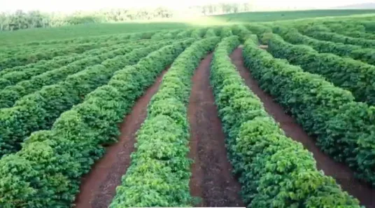 Fazenda/Sítio à venda, 62m² no Centro, Pirajuí