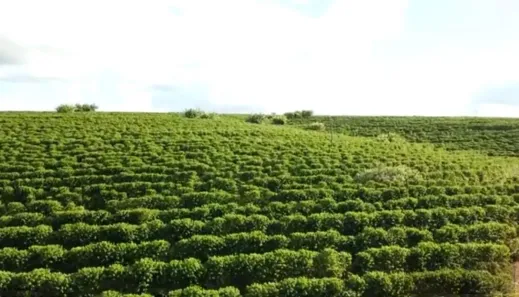 Fazenda/Sítio à venda, 62m² no Centro, Pirajuí