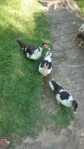 Fazenda/Sítio com 2 Quartos à venda, 55m² no Campo Grande, Rio de Janeiro