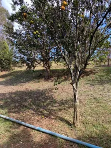 Fazenda/Sítio à venda, 800m² no , Nova Veneza