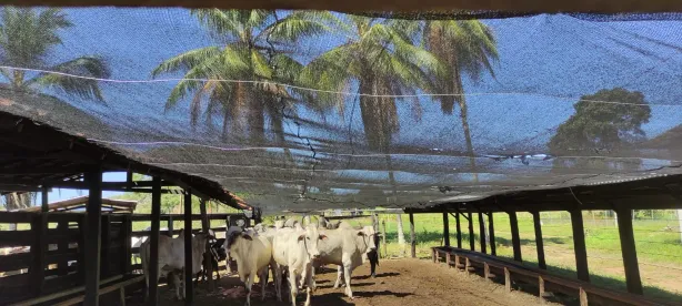 Fazenda/Sítio à venda, 300m² no Centro, Itapecuru Mirim