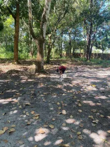 Lote/Terreno à venda, 36967m² no , Itapecuru Mirim