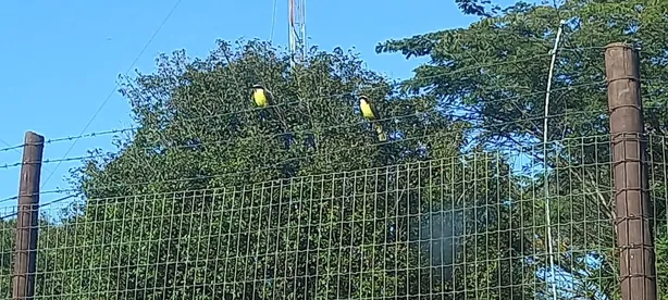 Fazenda/Sítio à venda, 2100m² no Zona Rural, Terezópolis de Goiás