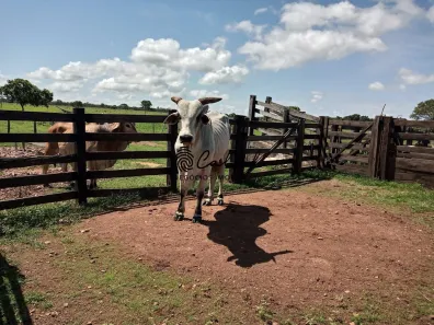 Fazenda/Sítio com 1 Quarto à venda, 3115800m² no Zona Rural, Miracema do Tocantins